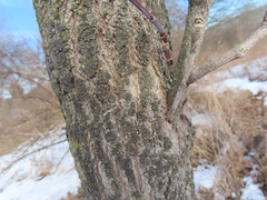 Hyperphyscia syncolla