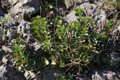 Veronica lavaudiana