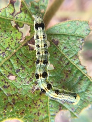 Xanthodes transversa