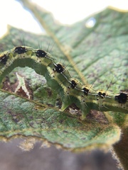 Xanthodes transversa