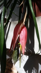 Billbergia meyeri