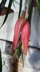 Billbergia meyeri