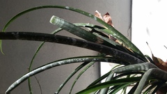 Billbergia meyeri