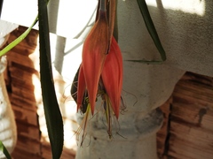 Billbergia meyeri