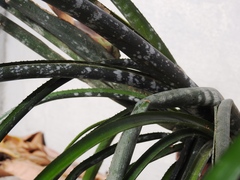 Billbergia meyeri