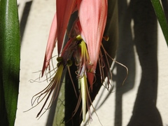 Billbergia meyeri