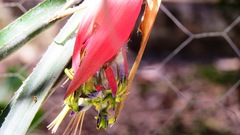 Billbergia meyeri