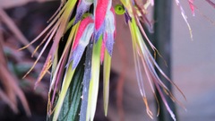 Billbergia meyeri