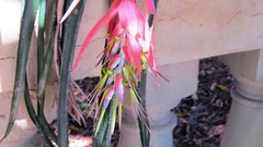 Billbergia meyeri