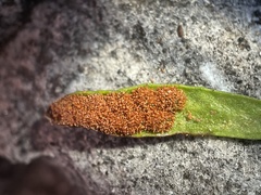 Notogrammitis gunnii