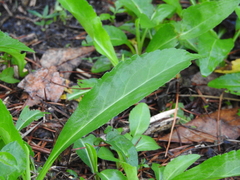 Symphyotrichum elliottii
