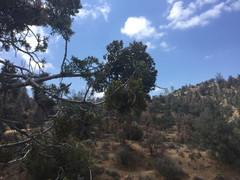 Phoradendron bolleanum