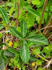 Media resource of Desmodium incanum