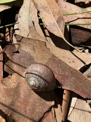 Pommerhelix mastersi