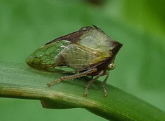 Ceresa ustulata