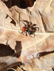 Habronattus forticulus