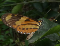 Mechanitis lysimnia nesaea