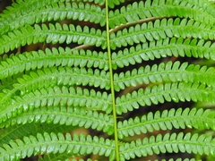 Deparia