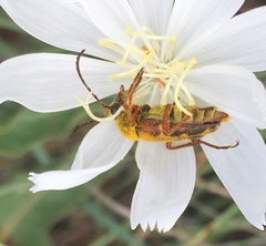 Typocerus