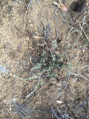 Plagiobothrys arizonicus