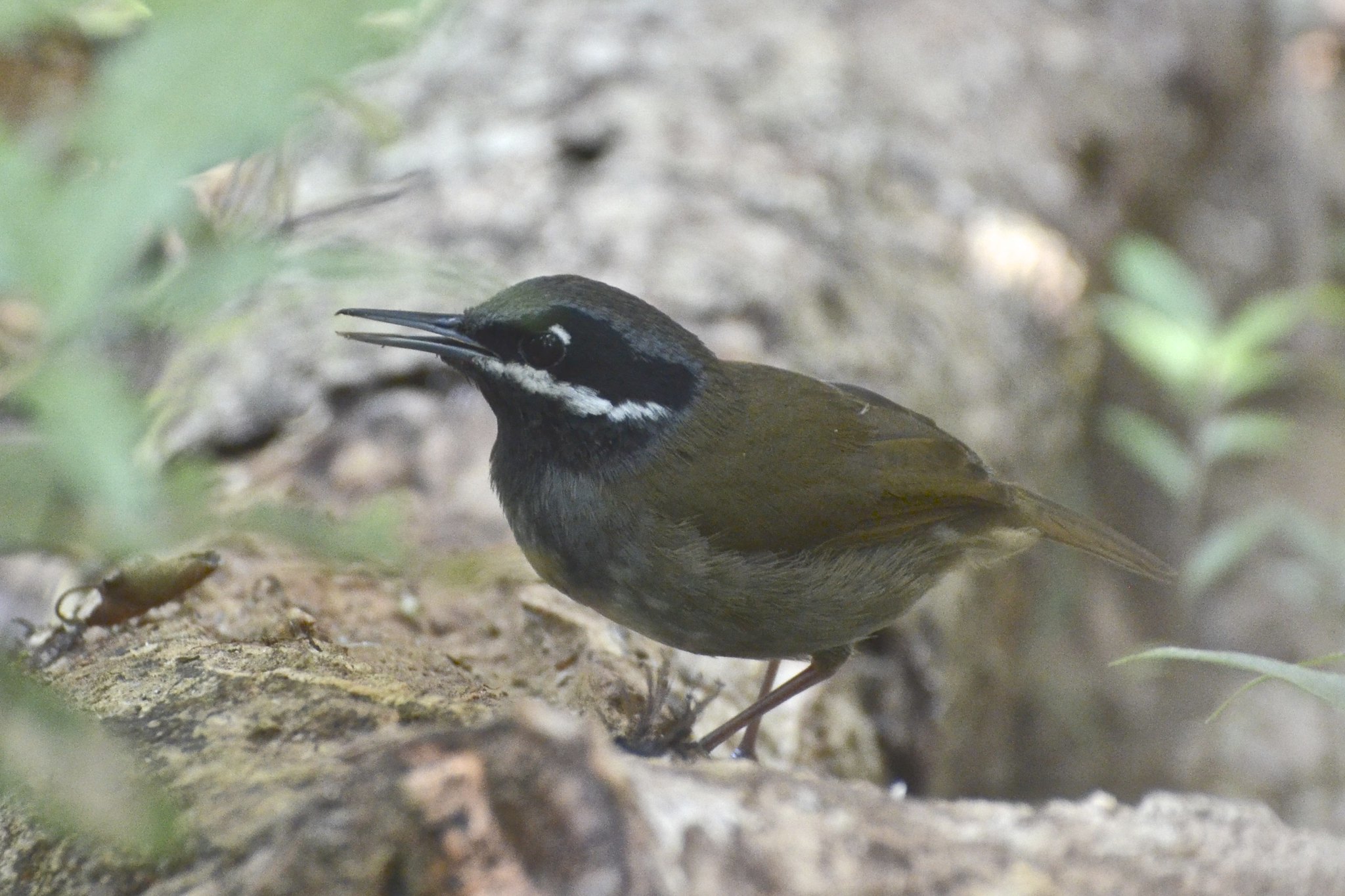 Crossley's Vanga (Mystacornis crossleyi), photo 5