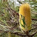 Banksia littoralis - Photo (c) pimelea, some rights reserved (CC BY-NC), uploaded by pimelea