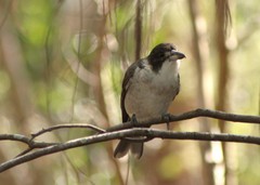 Cracticus torquatus torquatus