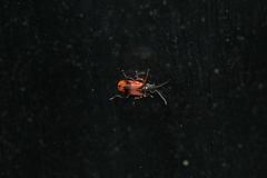 Anthocomus equestris