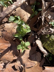 Stellaria pubera