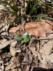 Stellaria pubera