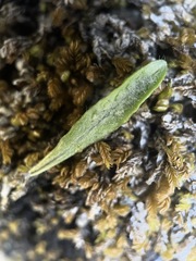 Notogrammitis gunnii