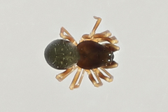 Ceratinops carolinus