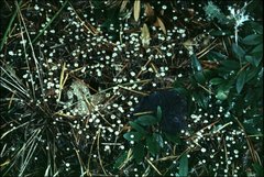 Pseudomarasmius pallidocephalus