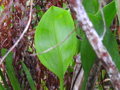 Sagittaria lancifolia subsp. lancifolia image