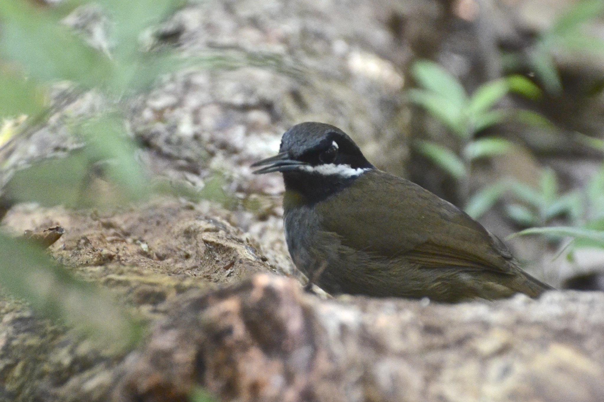 Crossley's Vanga (Mystacornis crossleyi), photo 6