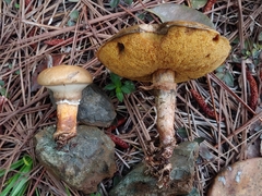 Suillus salmonicolor