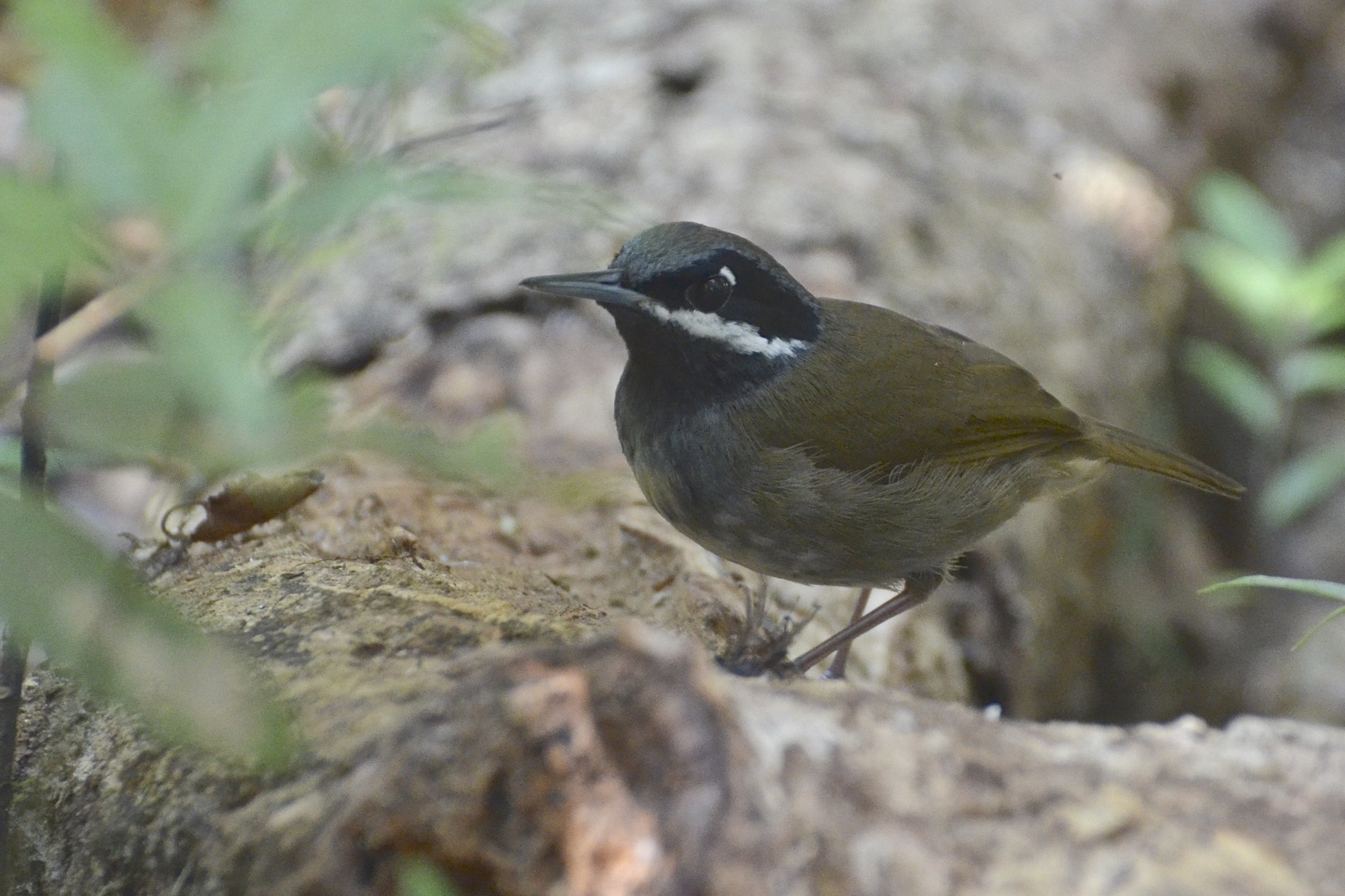 Crossley's Vanga (Mystacornis crossleyi), photo 7