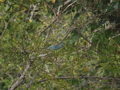 Thraupis glaucocolpa