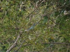 Thraupis glaucocolpa