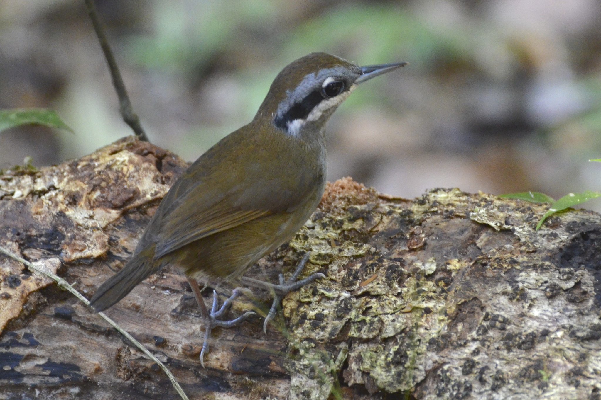 Crossley's Vanga (Mystacornis crossleyi), photo 8