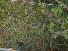 Thraupis glaucocolpa