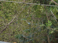 Thraupis glaucocolpa