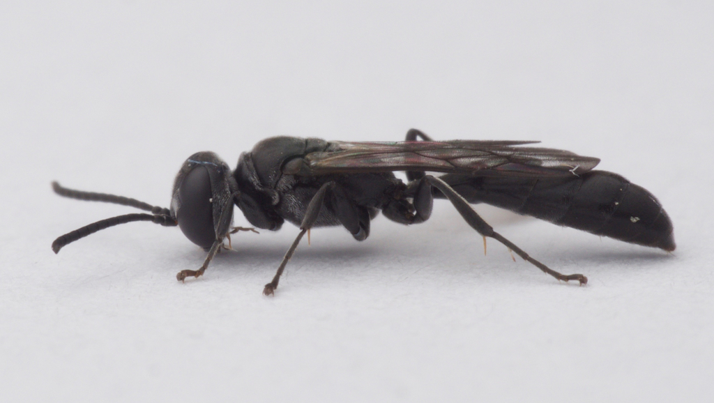 Trypoxylon frigidum