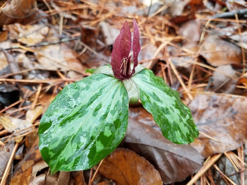 Spotted wakerobin (Trillium maculatum)