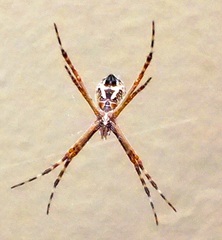 Argiope argentata