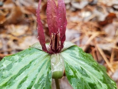 Trillium maculatum