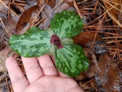 Trillium maculatum