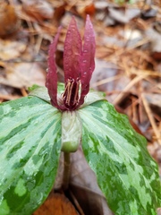 Trillium maculatum
