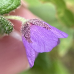 Tremandra stelligera