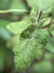 Tremandra stelligera